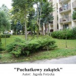 Puchatkowy